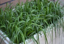 直接种韭菜籽能发芽吗？