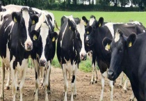 奶牛冬痢防治方法 奶牛冬痢的具体症状