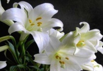 用根繁殖的植物有哪些？