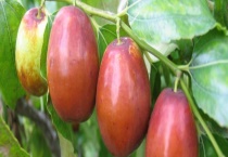 鲜枣是否可以冷冻保存吗 该怎么冷冻保存鲜枣