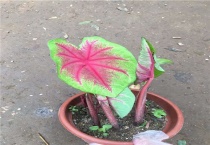 花叶芋怎么繁殖