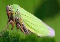 大青叶蝉 附具体介绍