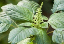 玉谷叶是什么植物