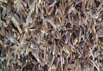 苍术种子价格 附种植多久？