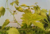 葡萄叶子发黄怎么治