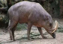 鹿豚的祖先是谁