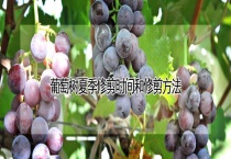 葡萄树夏季修剪时间和修剪多久？