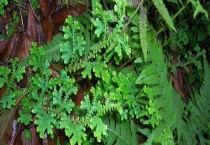 翠云草有毒吗？