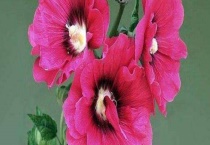 蜀葵盆栽矮化怎么做？