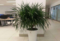 龙须树喜欢阳光吗？