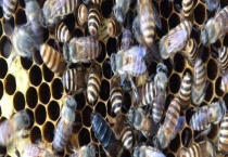 中蜂取蜜怎样不伤子 详细介绍