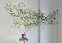 日本吊钟和中国马醉木的区别？