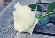 白玫瑰寓意什么？