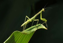 螳螂怎么分辨公母