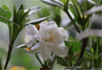 罗汉栀子花和普通栀子花区别？