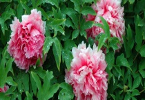 正宗菏泽牡丹花苗的价格大概多少 附挑选多久？