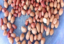 生虫的花生还能不能吃 预防花生生虫的方法有哪些？