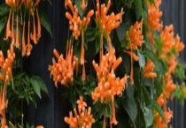 炮仗花掉叶子的原因 该如何多久？