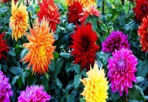 大丽花和地瓜花的区别？