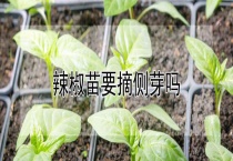 辣椒苗要摘侧芽吗？