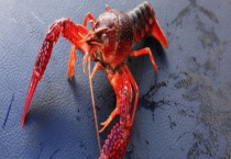 龙虾可不可以生吃 附龙虾的生活习性与价值