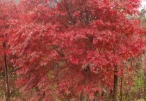 红枫的扦插时间及多久？