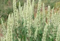 冬季有哪些主要蜜源植物 详细介绍