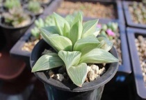 多肉植物松土怎么松