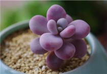 沤的肥水发霉了还可以浇花吗？