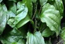 车前草与金钱草有什么区别？ 附车前草的种植技术