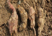 何首乌可不可以生吃 何首乌有哪些食用多久？