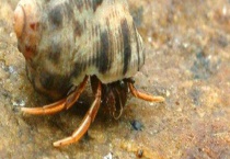寄居蟹的生活习性 寄居蟹如何和其他生物共生