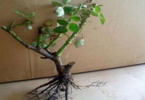 玫瑰老桩多久能生根