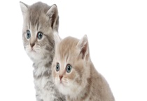 猫为什么怕黄瓜？猫害怕什么 猫和狗为什么不和谐