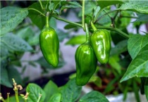 亩产4万斤辣椒品种