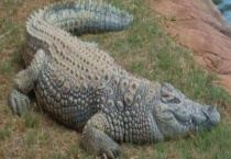 鳄鱼属于胎生动物还是卵生动物 常见鳄鱼的种类