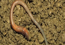 蚯蚓的养殖作用 有以下几点