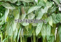 竹芋叶子卷起来是因为什么？