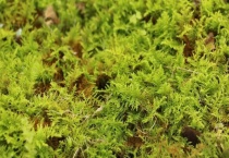 万年藓水草怎么养