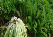 雪里红是不是雪菜 什么时候种植