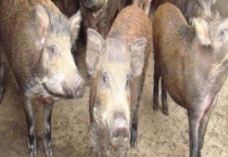 冬季野猪养殖场的采暖措施 还能采用新风置换