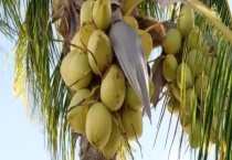 什么植物传播种子靠水 植物还有哪些传播方式