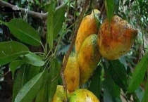 九月黄金蕉结果需要几年 附种植技术要点