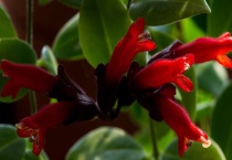 口红花怎么浇水