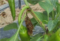 辣椒茎杆发黑是什么原因？