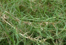 铁线草长什么样