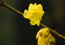 腊梅花可以放卧室吗？