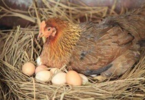 吃什么药让母鸡抱窝