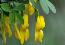 金雀花不开花的原因？