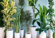 橡皮树的种类有哪几个 各有什么特点